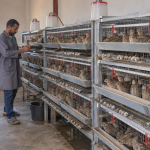 مشروع صغير لتربية السمان داخل وحدات تربية منظمة