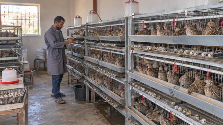 مشروع صغير لتربية السمان داخل وحدات تربية منظمة