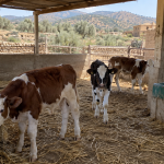 عجول سليمة داخل حظيرة صغيرة مجهزة للتسمين في مشروع تربية بالمغرب