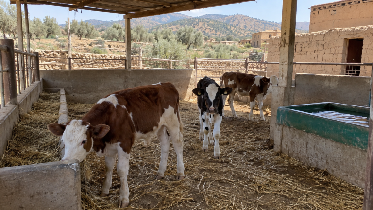 عجول سليمة داخل حظيرة صغيرة مجهزة للتسمين في مشروع تربية بالمغرب
