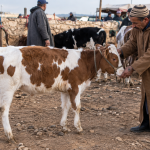 مربي يفحص عجلًا من الجانب قبل شرائه للتسمين ويراقب الوقوف والحركة وبنية الجسم